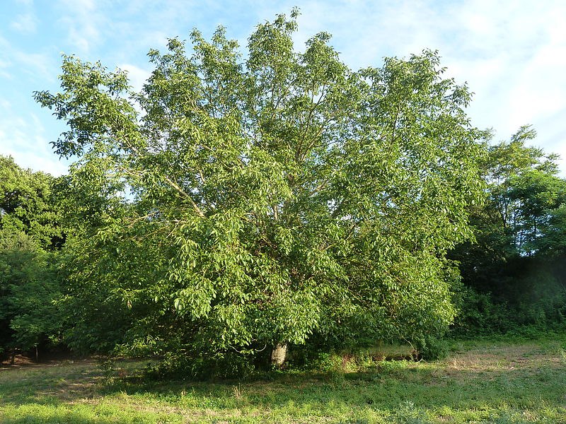 Parco della Caffarella- Juglans regia